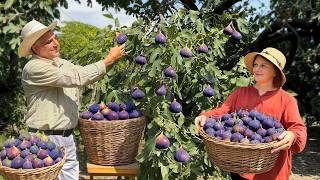 Traditional Azerbaijani Fig Harvest Feast: Preserves, Herb Pancakes, and Rustic Fig Pie
