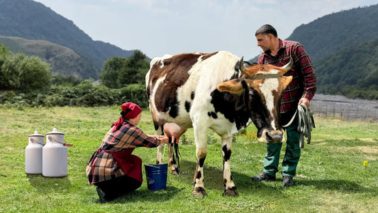 Authentic Azerbaijani Sweet Cheese Churek